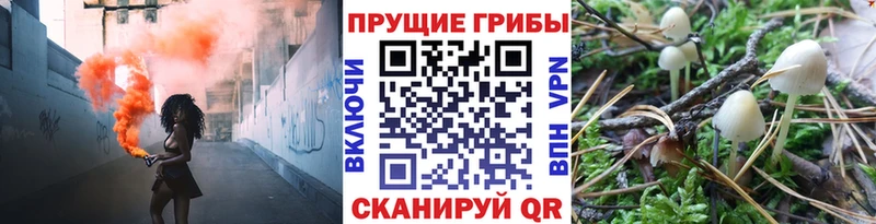Псилоцибиновые грибы Psilocybine cubensis  Сольцы 